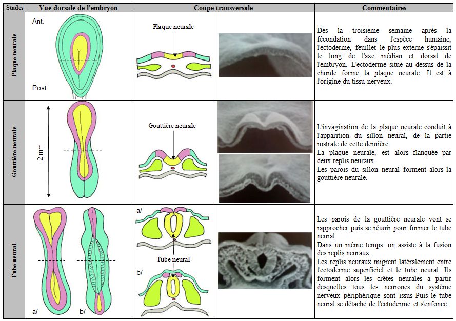 Embryologie Descriptive De La Neurulation 